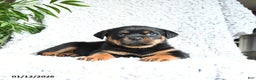 Rottweiler dogs for sale: Zelda - Ad 3