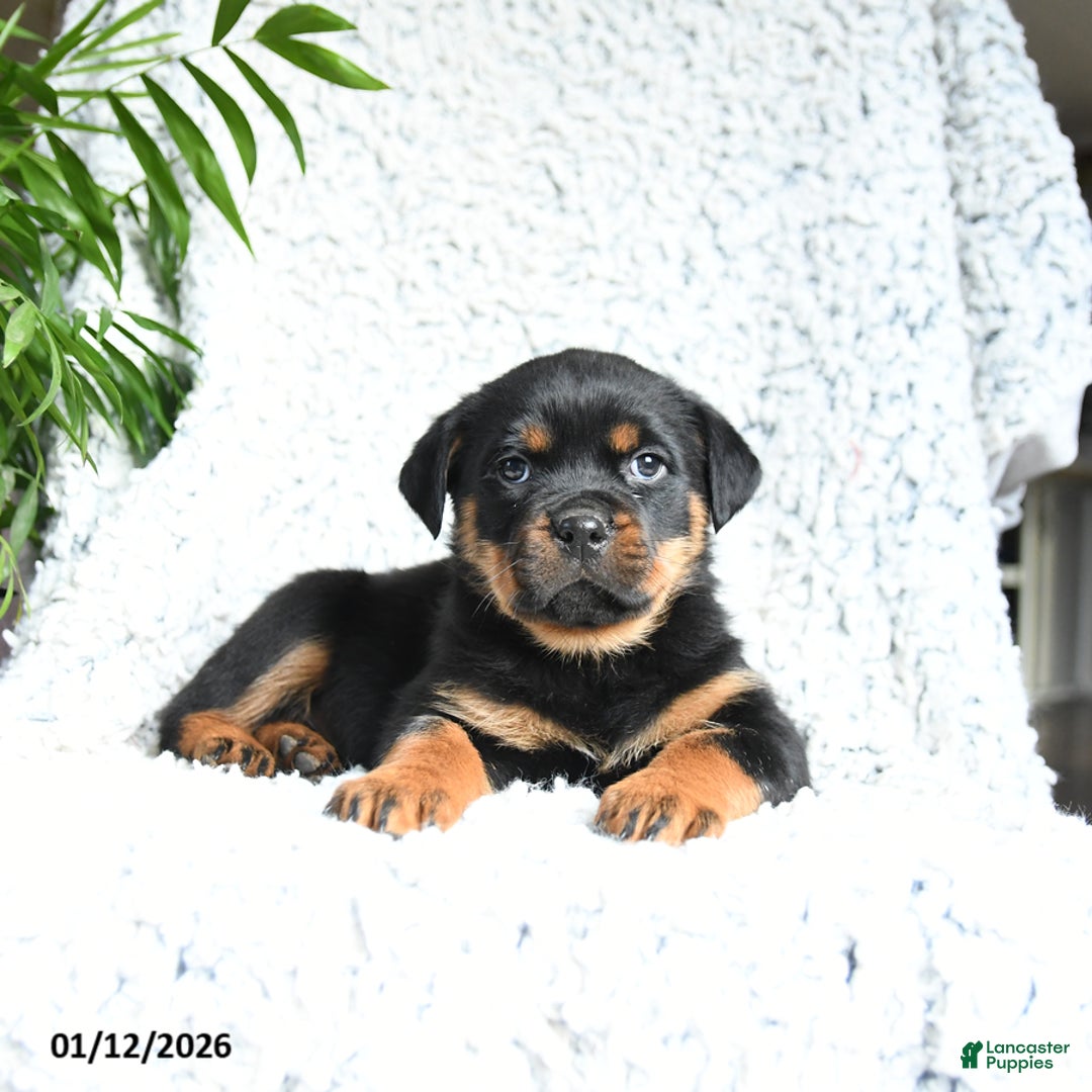 Rottweiler dogs for sale: Zelda - Ad 3