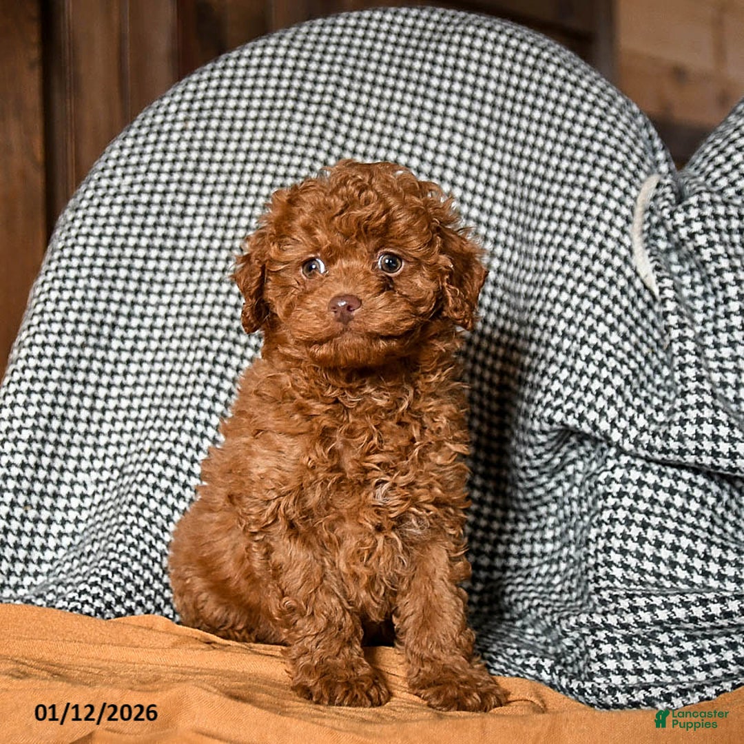 Cavapoo dogs for sale: Cooper - Ad 3