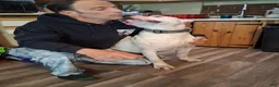 Dogo Argentino dogs for sale:  king - Ad 3