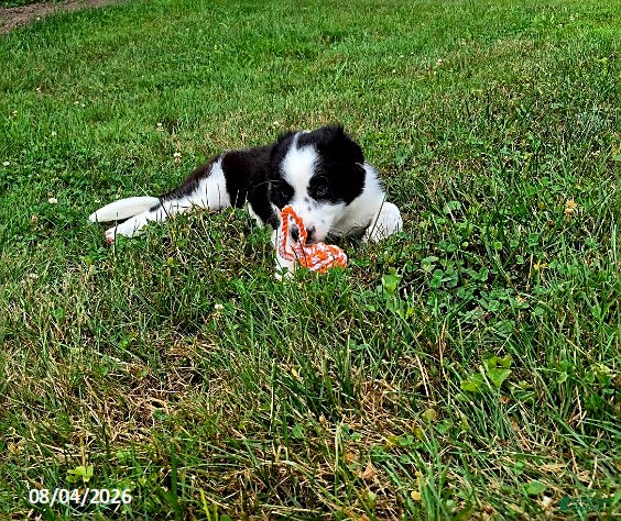 Border Collie dogs Charlie - Ad 2