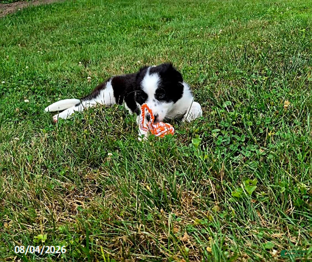 Border Collie dogs for sale: Charlie - Ad 2