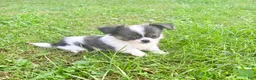 Chihuahua dogs for sale: Chihuahua 1 - Ad 2