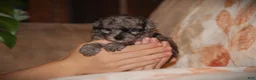Toy Poodle dogs for sale: Dakota - Ad 5