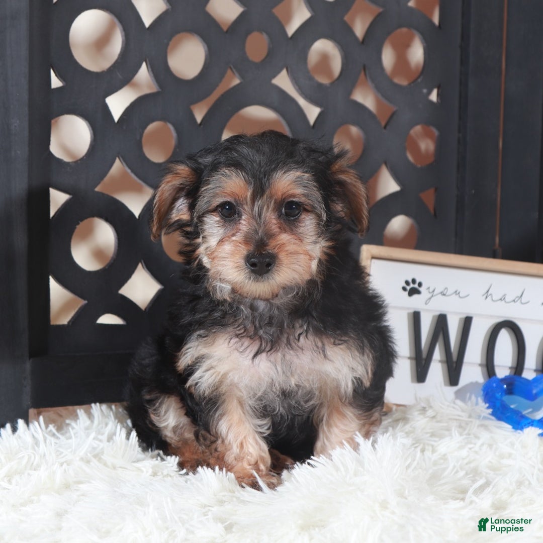 Yorkiepoo dogs for sale: Yorkiepoo Puppy Bear - Ad 3