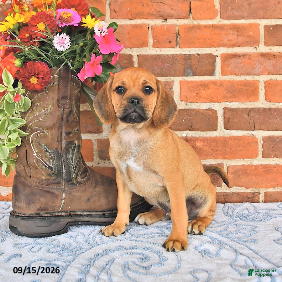 Puggle dogs Sunnie - Ad 2