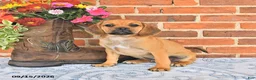 Puggle dogs for sale: Sunnie - Ad 2