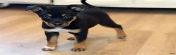Mixed Breed dogs for sale: boy 2 Hunter - Ad 2