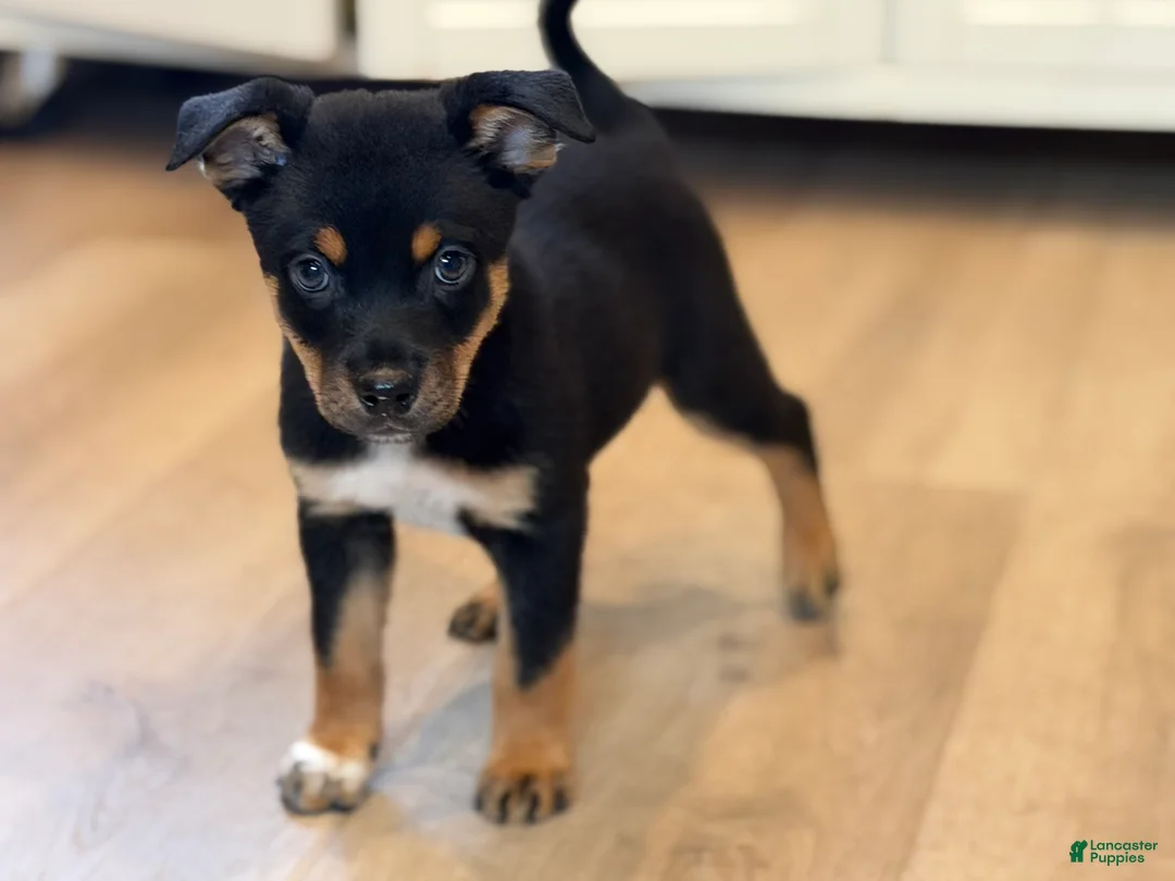 Mixed Breed dogs for sale: boy 2 Hunter - Ad 2
