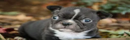 Boston Terrier dogs for sale: Carl Boston Terrier  - Ad 8
