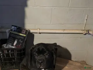 Cane Corso dogs Cane Corso Puppy 4 - Ad 14