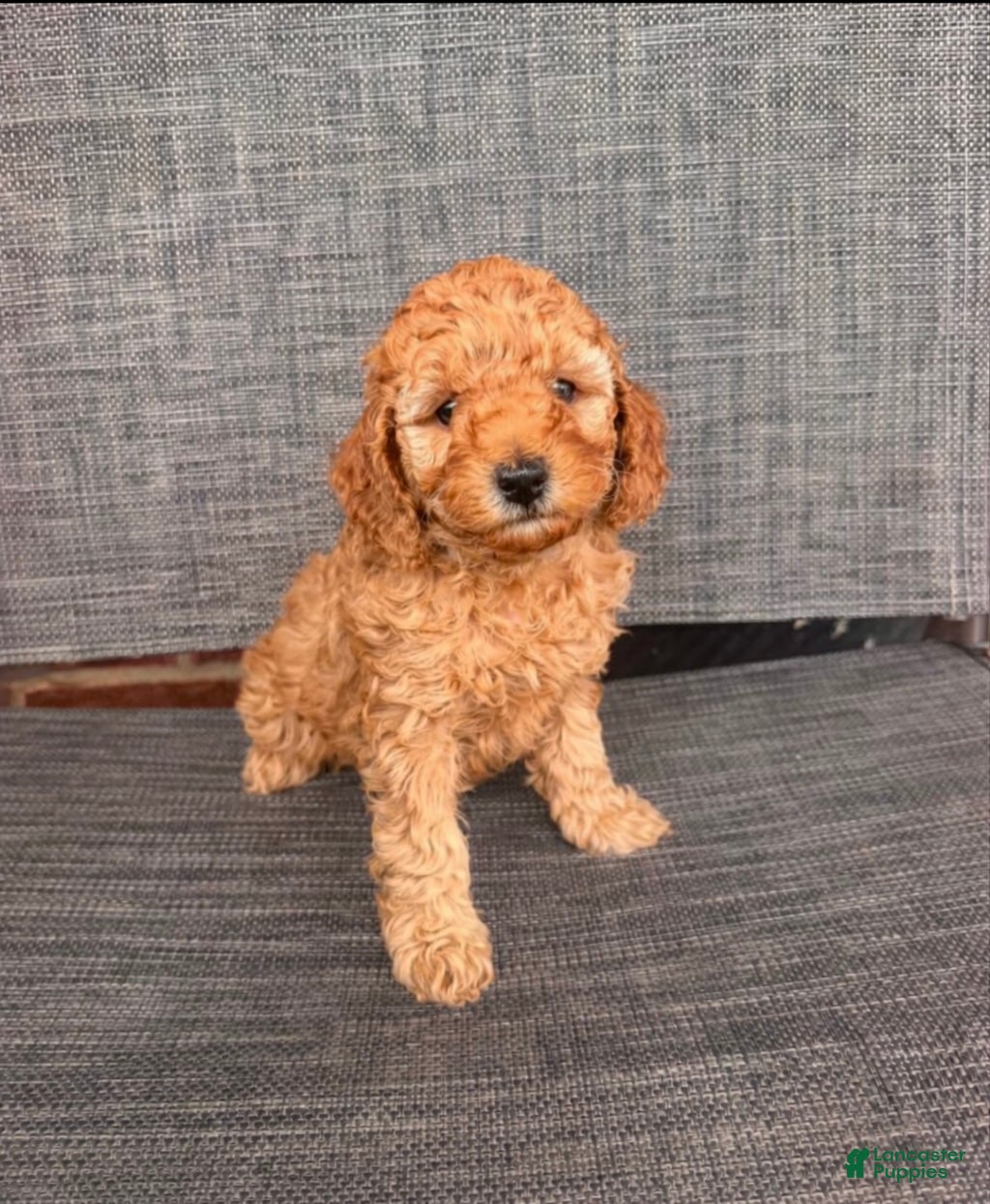 Toy Poodle dogs for sale: Angeline  - Ad 1