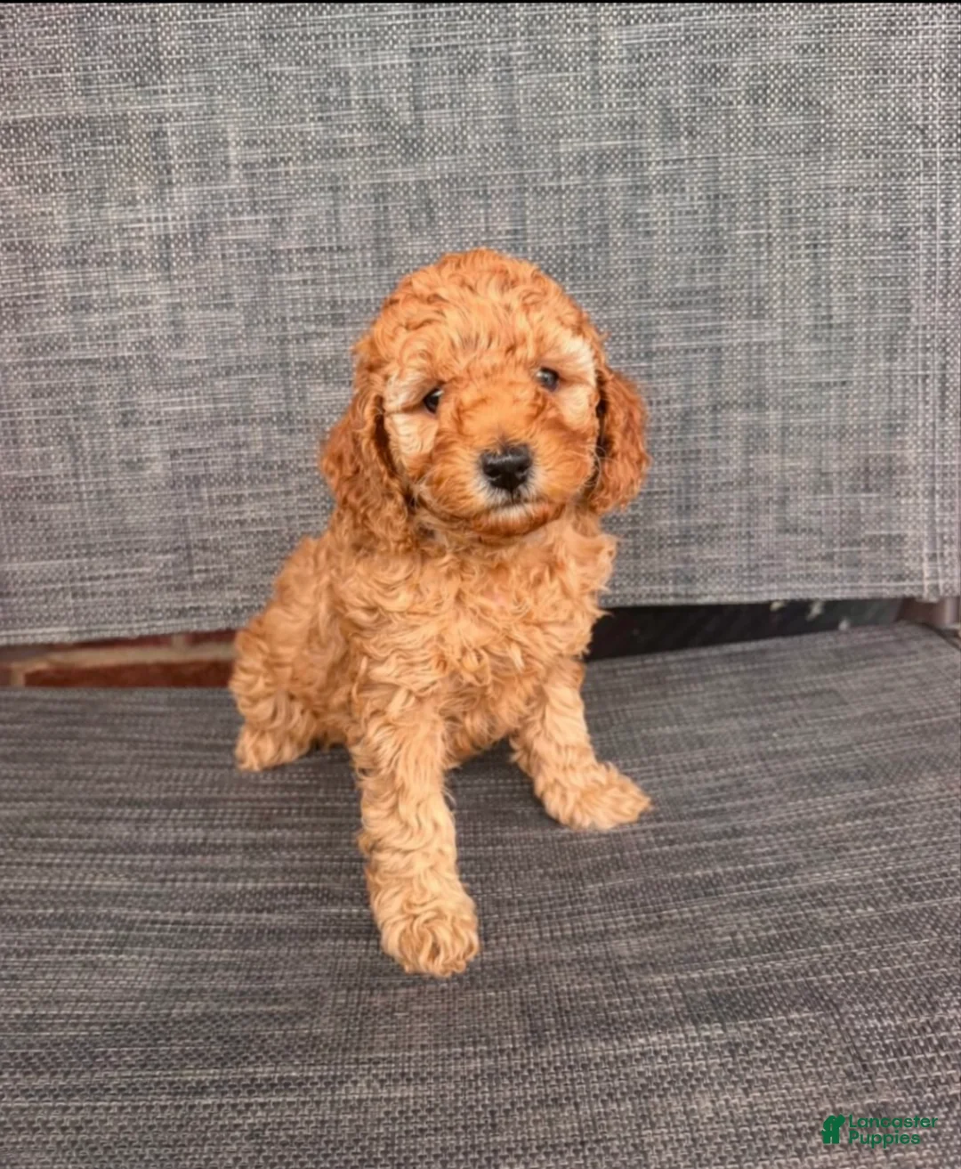 Toy Poodle dogs for sale: Angeline  - Ad 1