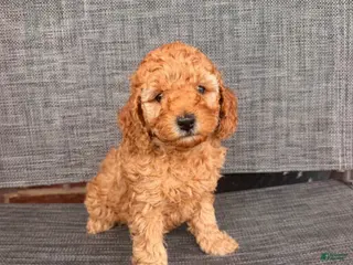 Toy Poodle dogs for sale: Angeline - Ad 1