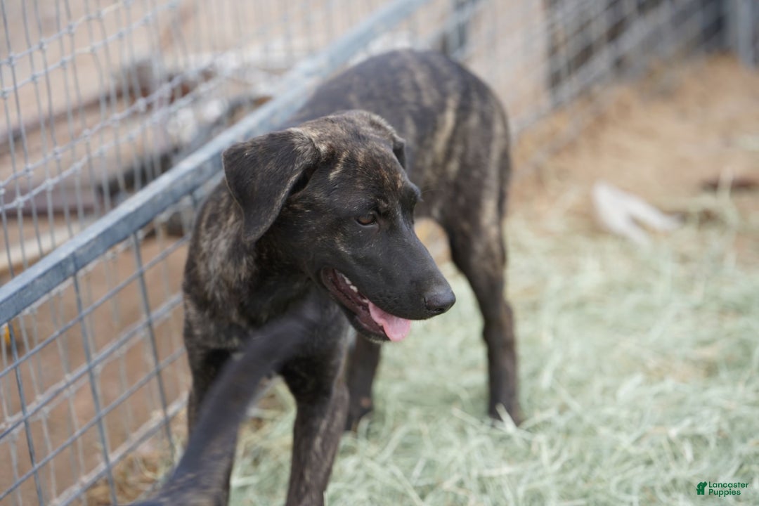 Mixed Breed dogs for sale: Tiger Tiscar Farm Dog - Ad 5