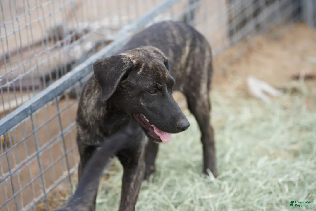 Mixed Breed dogs for sale: Tiger Tiscar Farm Dog - Ad 5