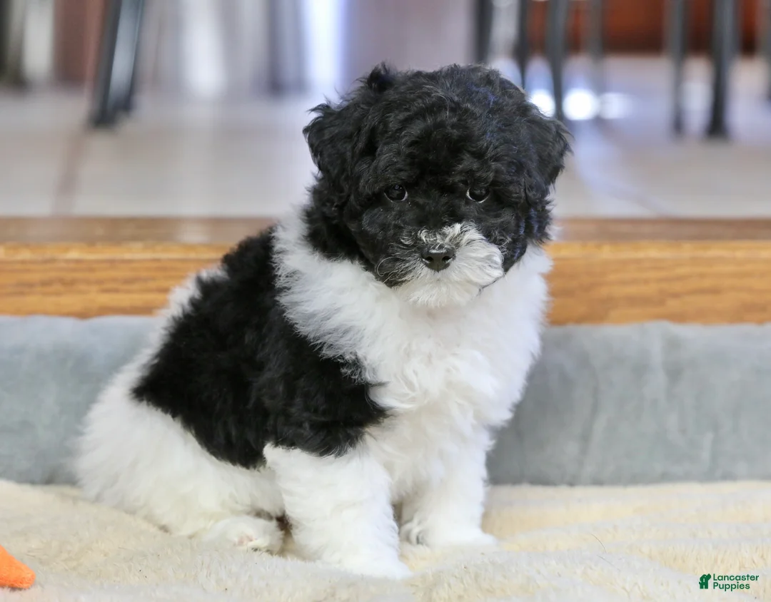 Miniature Poodle dogs for sale: Paislee - Ad 17