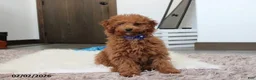 Toy Poodle dogs for sale: Patrick - Ad 8
