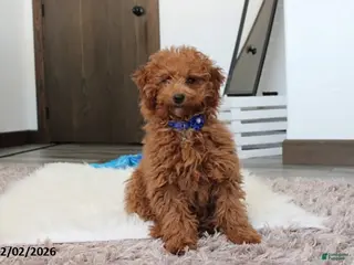 Toy Poodle dogs Patrick - Ad 7