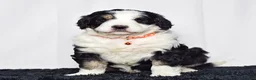 Bernedoodle dogs for sale: Mr. Sammy - Ad 1