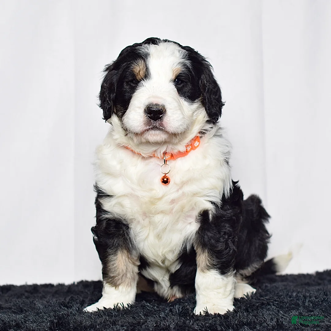 Bernedoodle dogs for sale: Mr. Sammy - Ad 1
