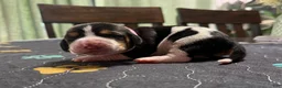 Basset Hound dogs for sale: Sofia- pink  - Ad 4