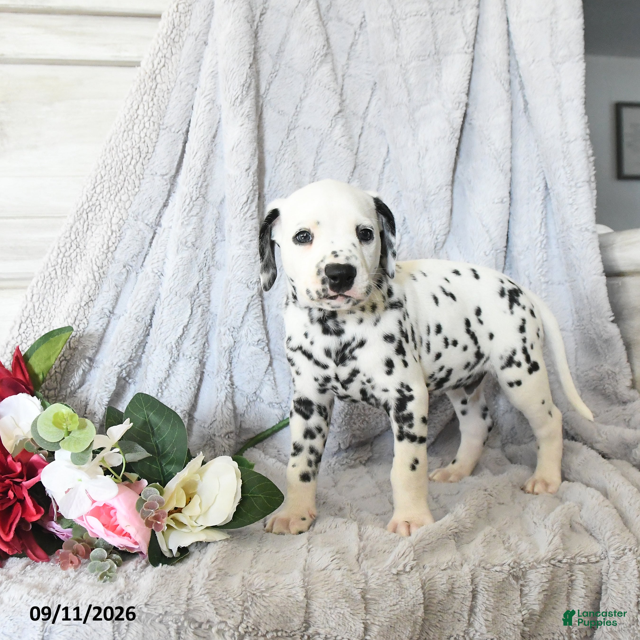 Dalmatian dogs Moose - Ad 1