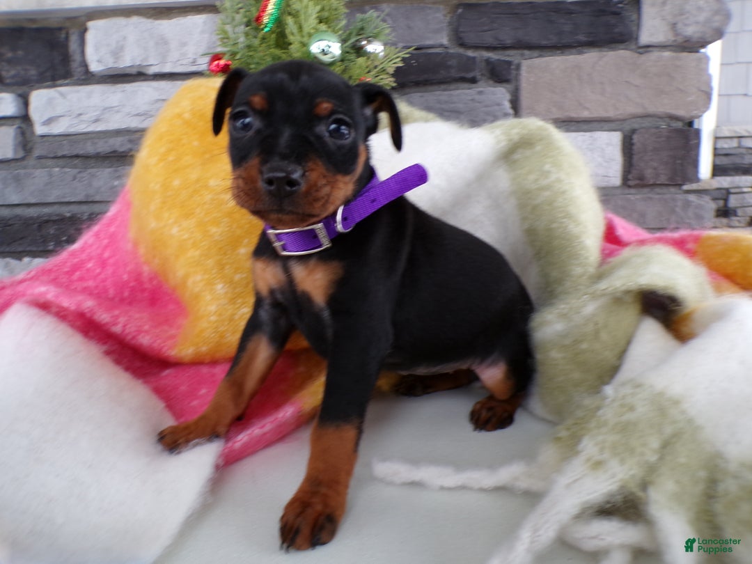 Miniature Pinscher dogs for sale: Miniature Pinscher Puppy 3 Lily - Ad 3