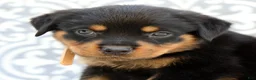 Rottweiler dogs for sale: Rusty - Ad 6