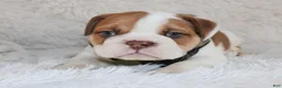 English Bulldog dogs for sale: AKC Ozzy - Ad 9