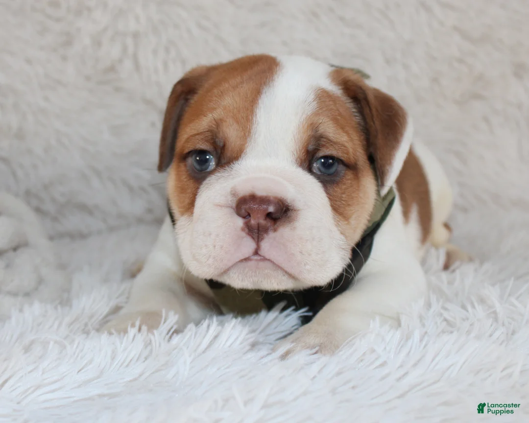 English Bulldog dogs for sale: AKC Ozzy - Ad 9