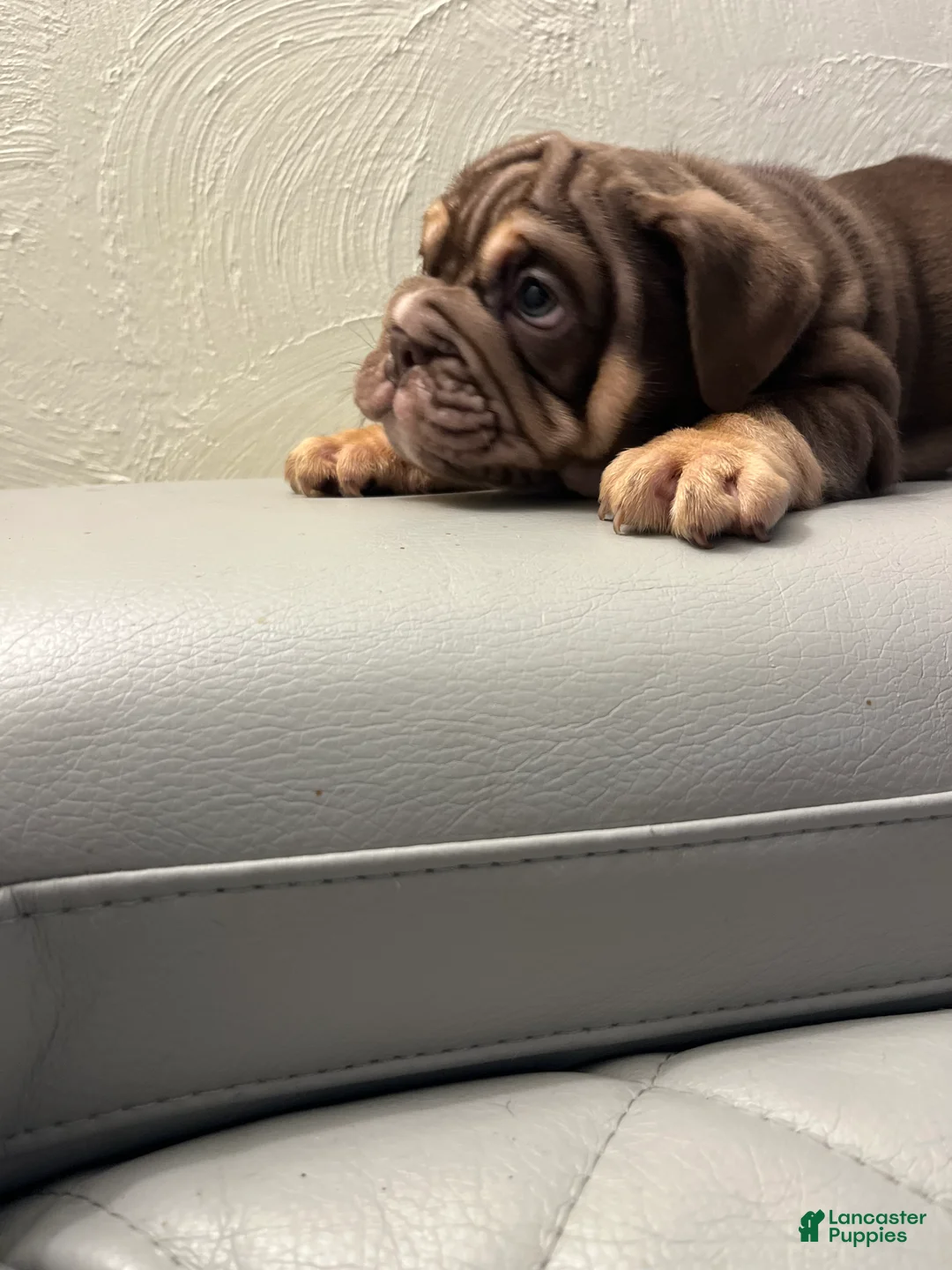 English Bulldog dogs for sale: English Bulldog Puppy 3 - Ad 4