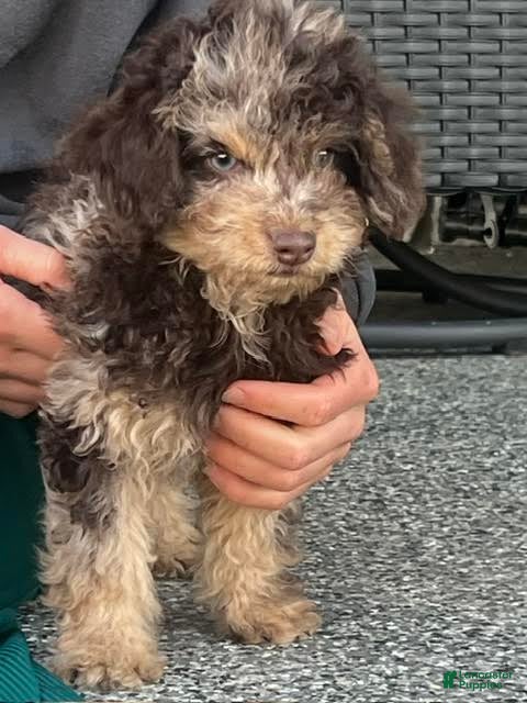 Mini Aussiedoodle dogs for sale: Toffee Miniature Aussiedoodle  - Ad 1