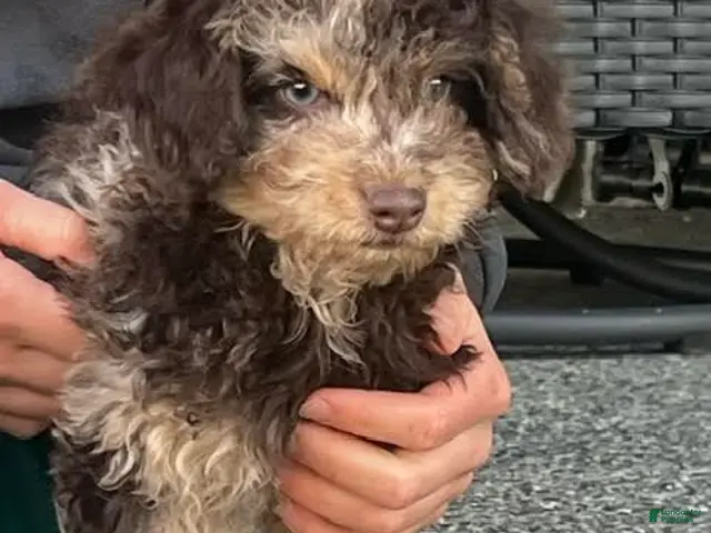 Mini Aussiedoodle dogs for sale: Toffee Miniature Aussiedoodle - Ad 1