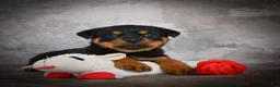 Rottweiler dogs for sale: Lincoln - Ad 7