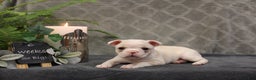 Boston Terrier dogs for sale: Sugar - Ad 8