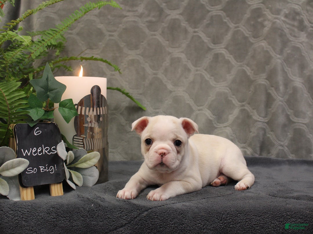 Boston Terrier dogs for sale: Sugar - Ad 8