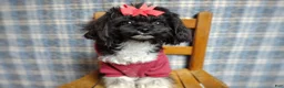 Maltipoo dogs for sale: Korean Teddybear Elio  - Ad 4