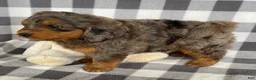 Mini Bernedoodle dogs for sale: Perry - Ad 4