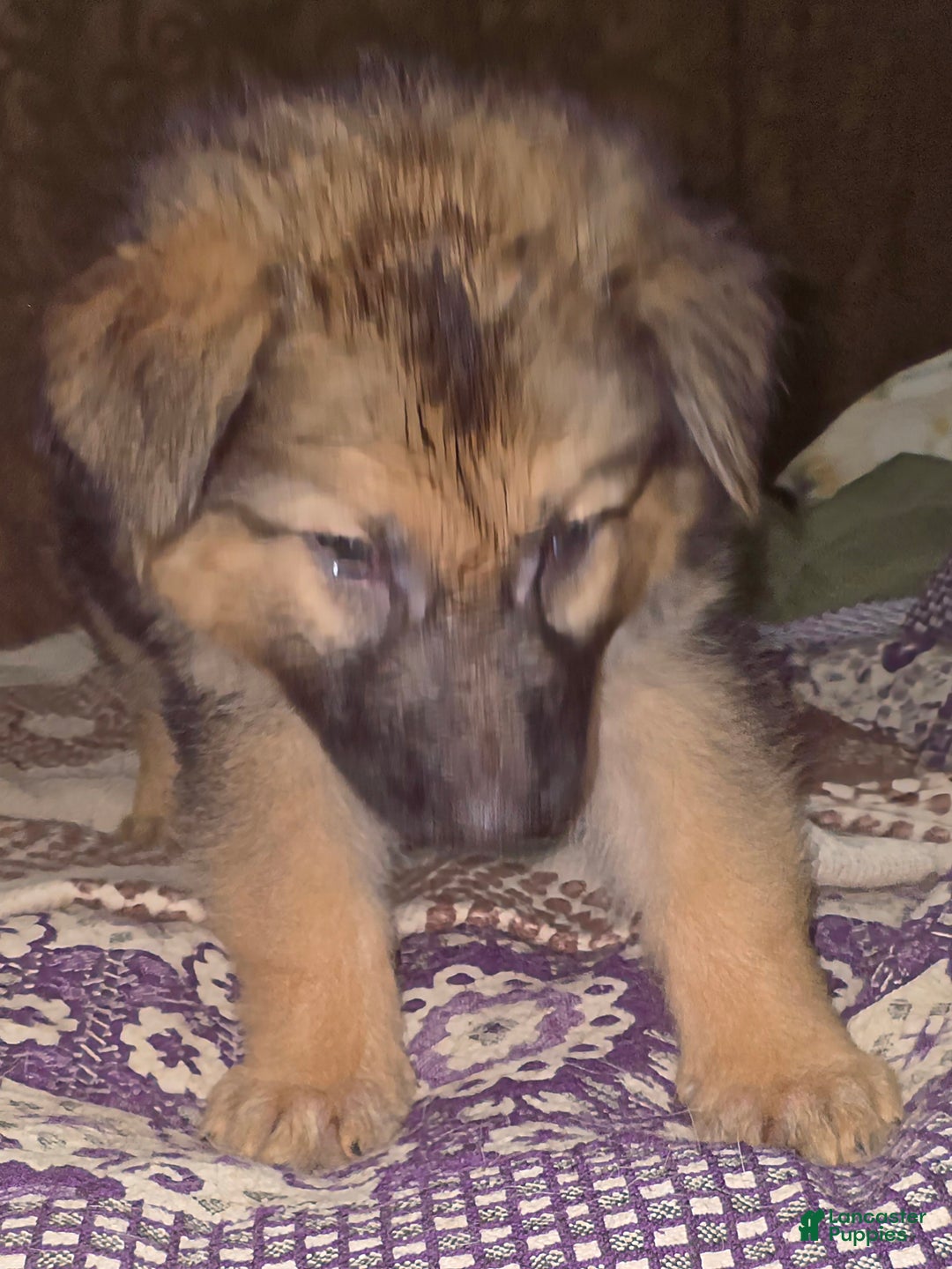 German Shepherd dogs for sale: Dragon (11) - Ad 4