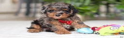 Cavapoo dogs for sale: Oakley - Ad 9