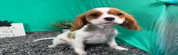 Cavalier King Charles Spaniel dogs for sale: Cavalier King Charles Spaniel 2 - Ad 2