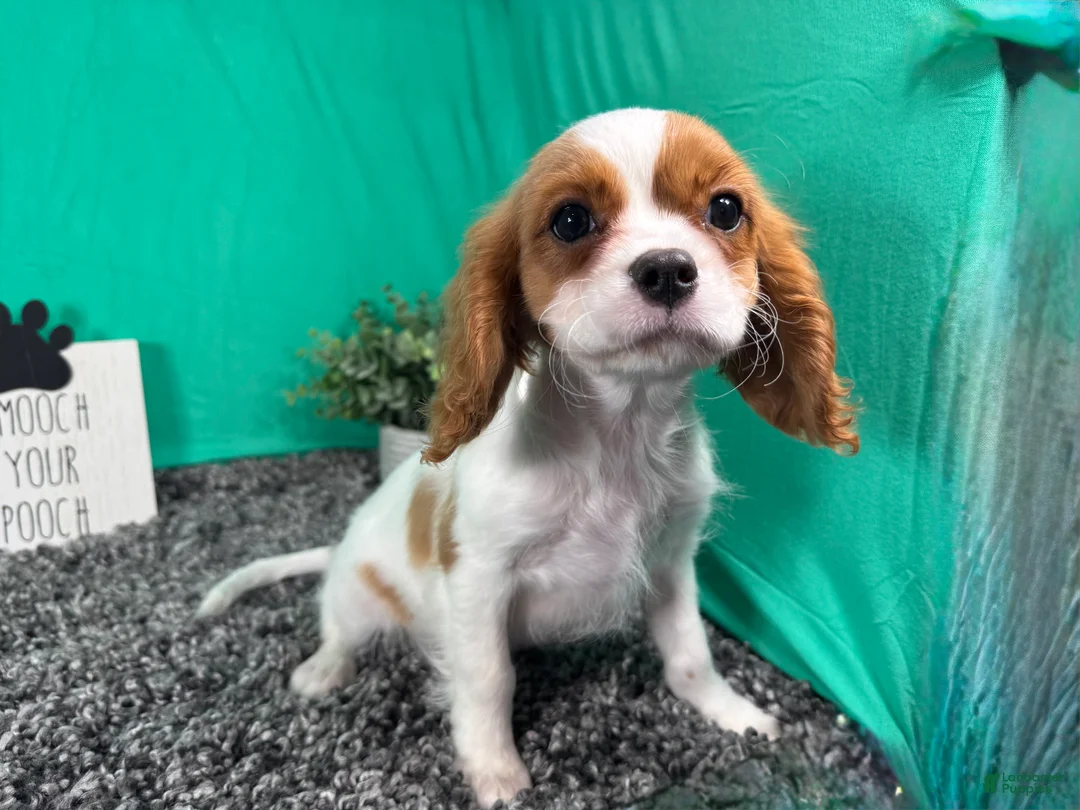 Cavalier King Charles Spaniel dogs for sale: Cavalier King Charles Spaniel 2 - Ad 2