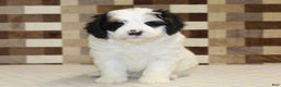 Mini Bernedoodle dogs for sale: Rosco - Ad 3
