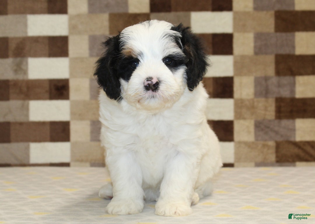 Mini Bernedoodle dogs for sale: Rosco - Ad 3