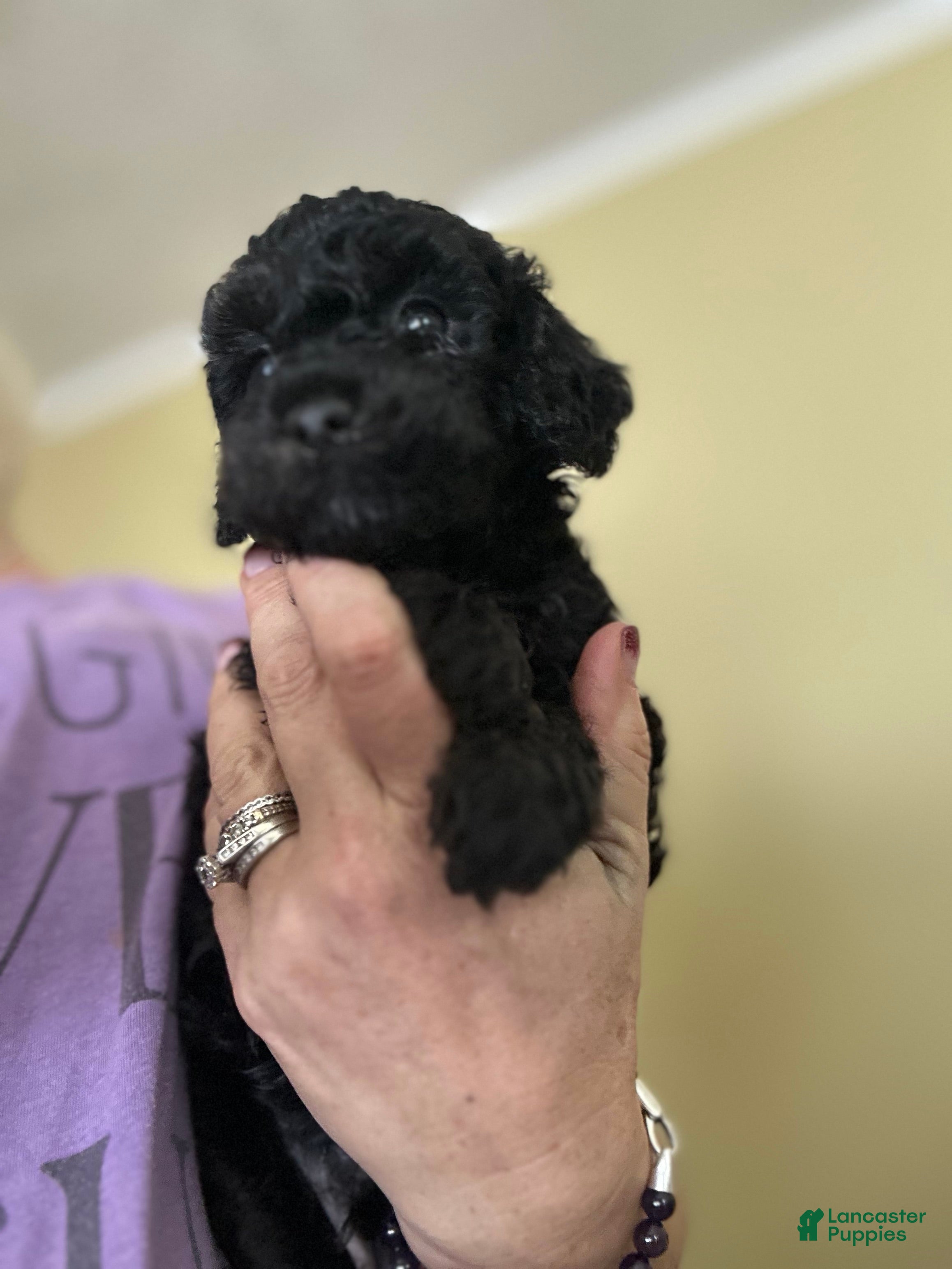 Mini Goldendoodle dogs Pepper - Ad 14