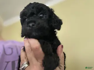 Mini Goldendoodle dogs Pepper - Ad 14