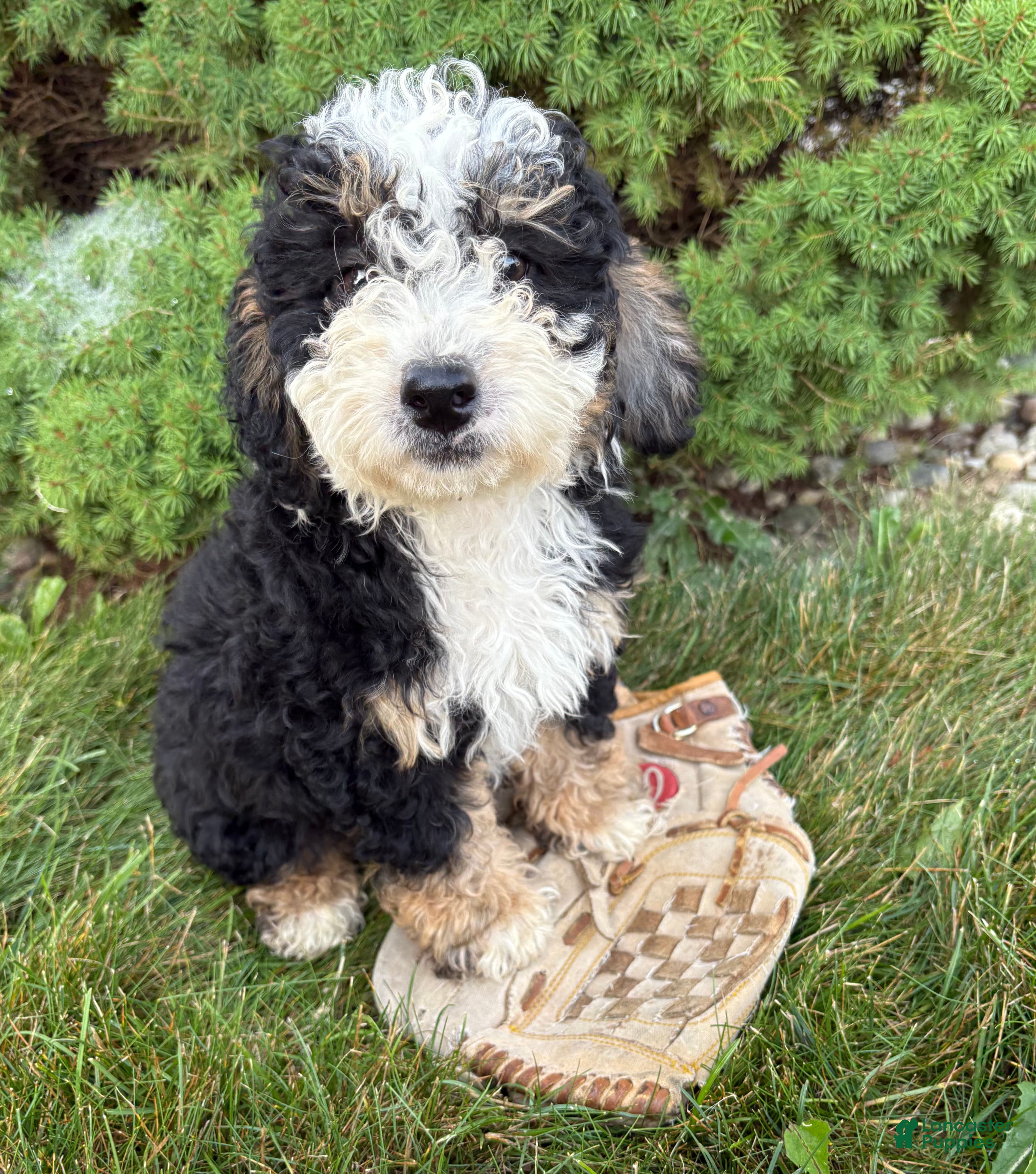 Bernedoodle dogs Ace - Ad 1