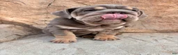 English Bulldog dogs for sale: English Bulldog 1 - Ad 8