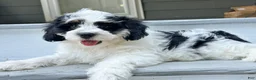 Mini Bernedoodle dogs for sale: 🪸 🐠 REEF 🐠 🪸  - Ad 2